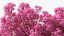 Pink Lapacho Tree