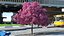 Pink Lapacho Tree