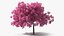 Pink Lapacho Tree