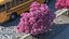 Pink Lapacho Tree
