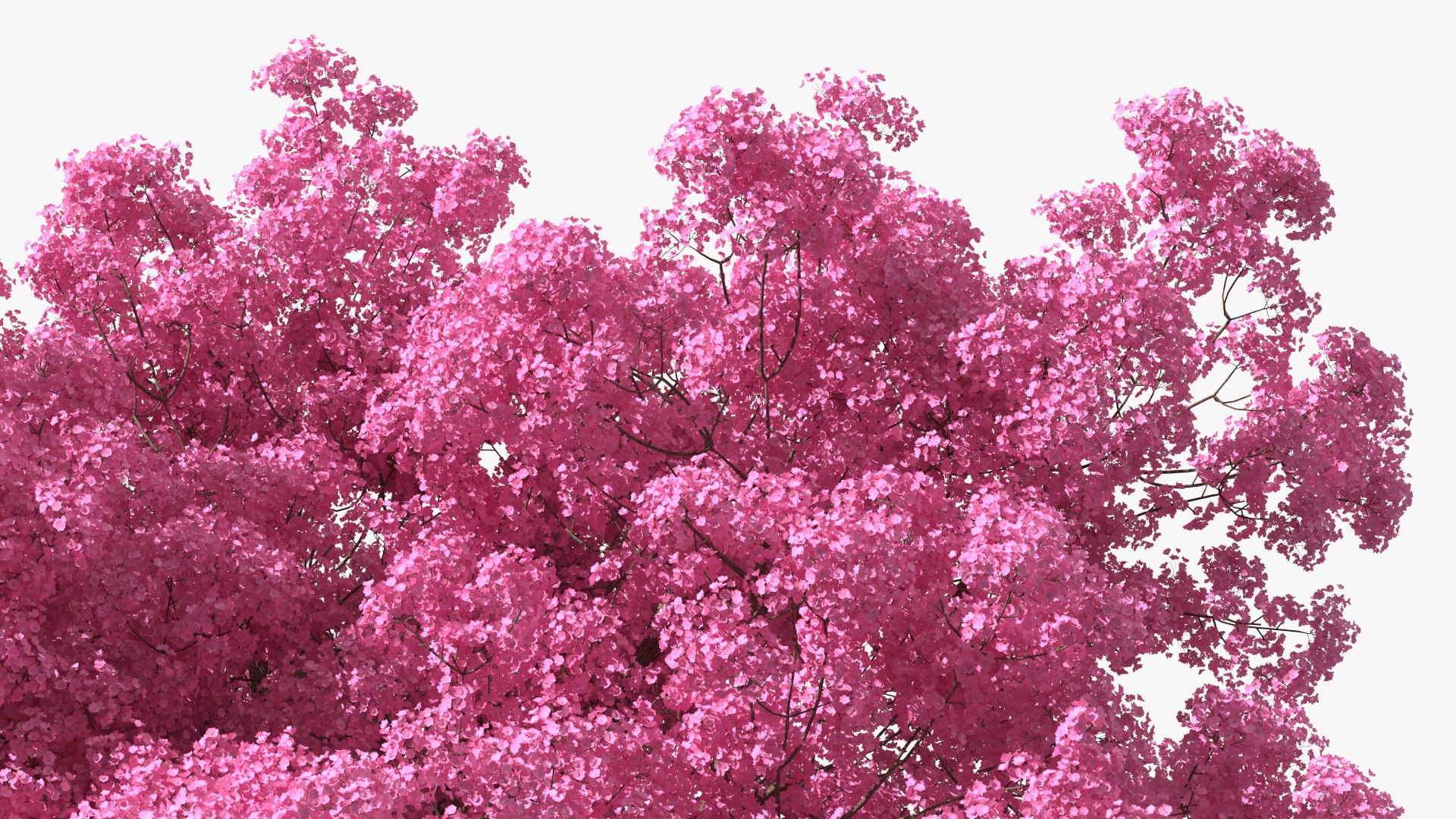 Pink Lapacho Tree 3D model https://p.turbosquid.com/ts-thumb/Ie/KcZ9oy/IF/pinklapachotreec4dmodel011/jpg/1620360203/1920x1080/fit_q87/d400516c679046615e2a5caea7f01ca66db6a315/pinklapachotreec4dmodel011.jpg