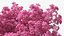 Pink Lapacho Tree
