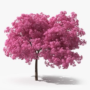 Pink Lapacho Tree 3D model