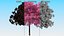 Pink Lapacho Tree