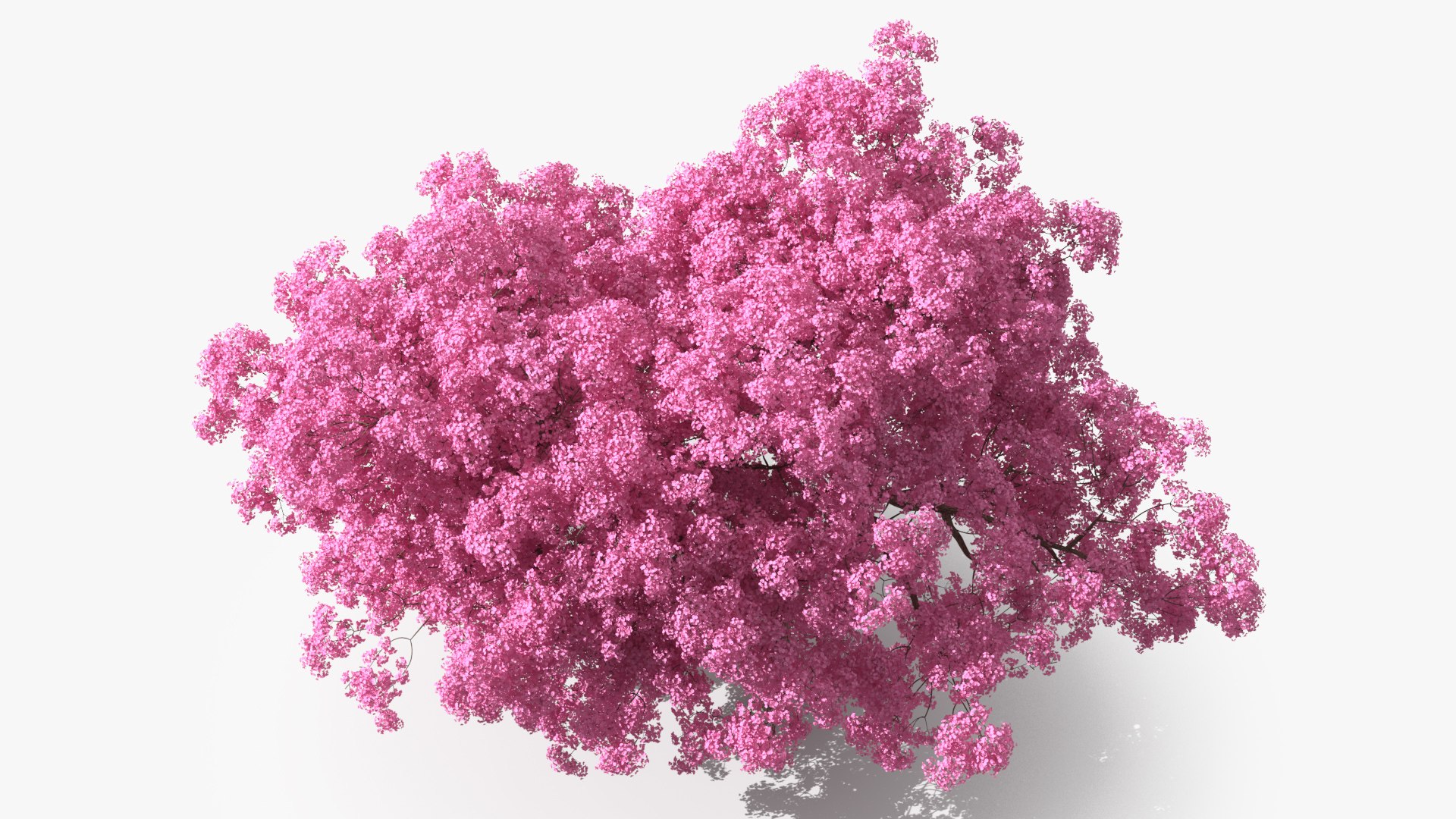 Pink Lapacho Tree 3D model https://p.turbosquid.com/ts-thumb/Ie/KcZ9oy/Pb/pinklapachotreec4dmodel008/jpg/1620360165/1920x1080/fit_q87/66a63df7c86bd8183761c82cf9fd454d4e98370f/pinklapachotreec4dmodel008.jpg