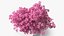 Pink Lapacho Tree