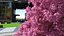 Pink Lapacho Tree
