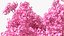 Pink Lapacho Tree