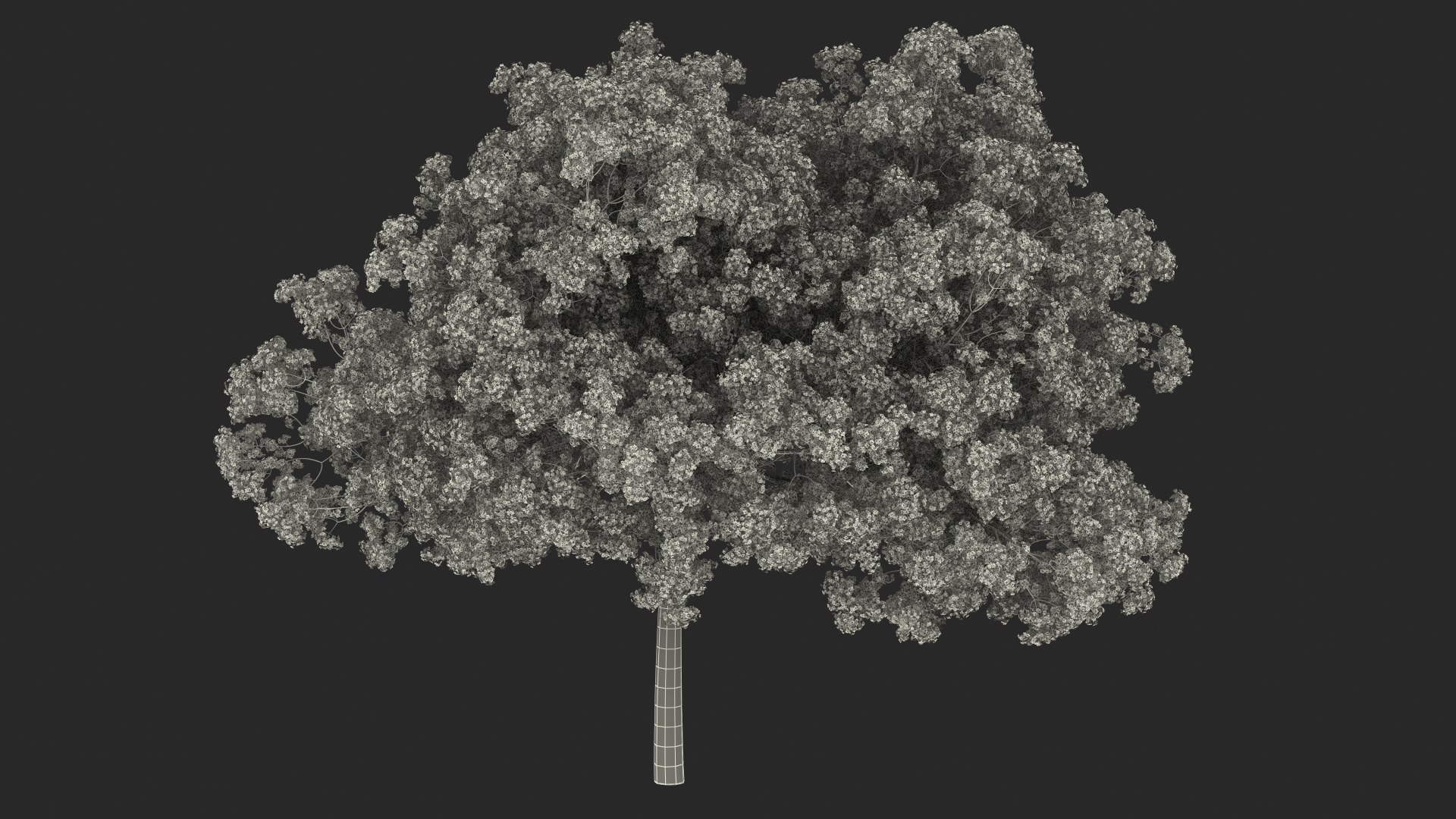 Pink Lapacho Tree 3D model https://p.turbosquid.com/ts-thumb/Ie/KcZ9oy/iF/pinklapachotreec4dmodel025/jpg/1620360385/1920x1080/fit_q87/be3eceb19b6027f2f5bbb5b78764088d0db7e446/pinklapachotreec4dmodel025.jpg