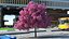 Pink Lapacho Tree
