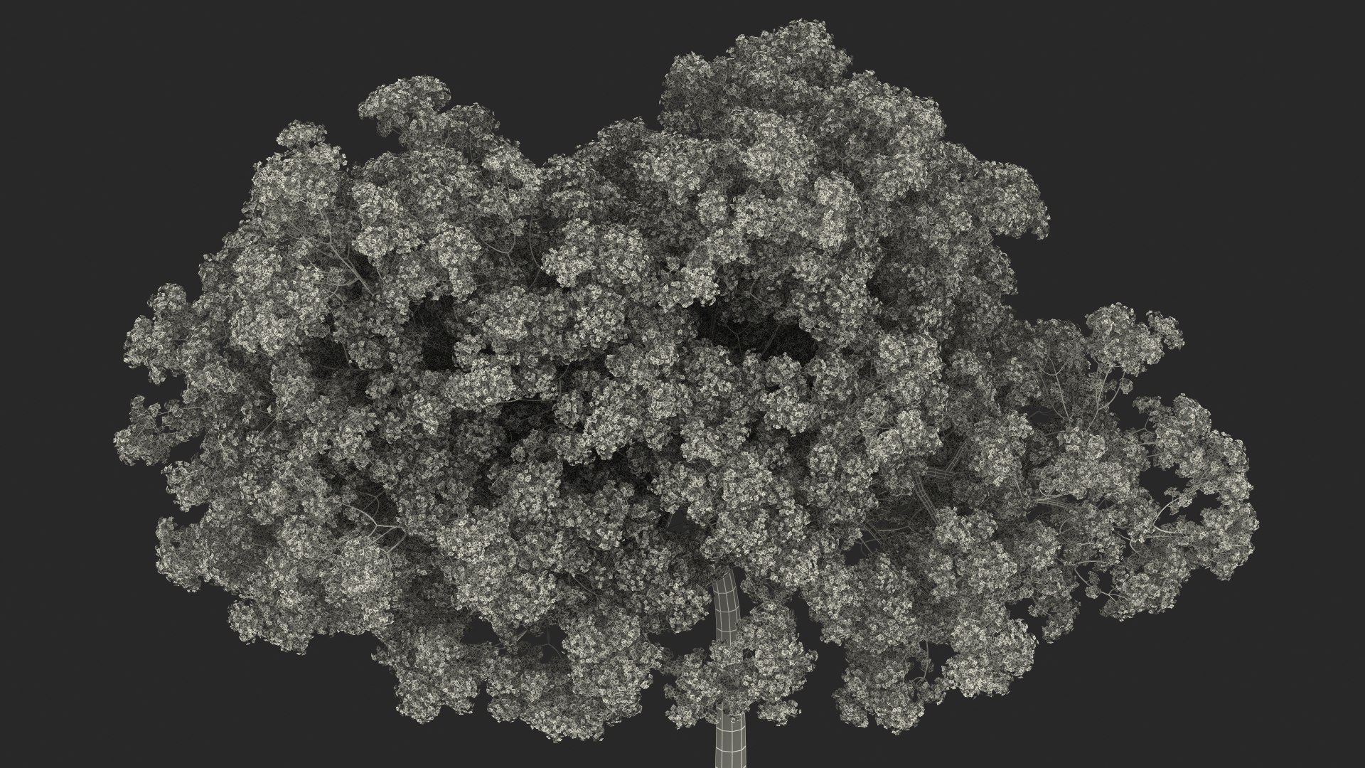 Pink Lapacho Tree 3D model https://p.turbosquid.com/ts-thumb/Ie/KcZ9oy/nc/pinklapachotreec4dmodel026/jpg/1620360398/1920x1080/fit_q87/50e19b57284e2e45340898bedea07e60b66b01de/pinklapachotreec4dmodel026.jpg