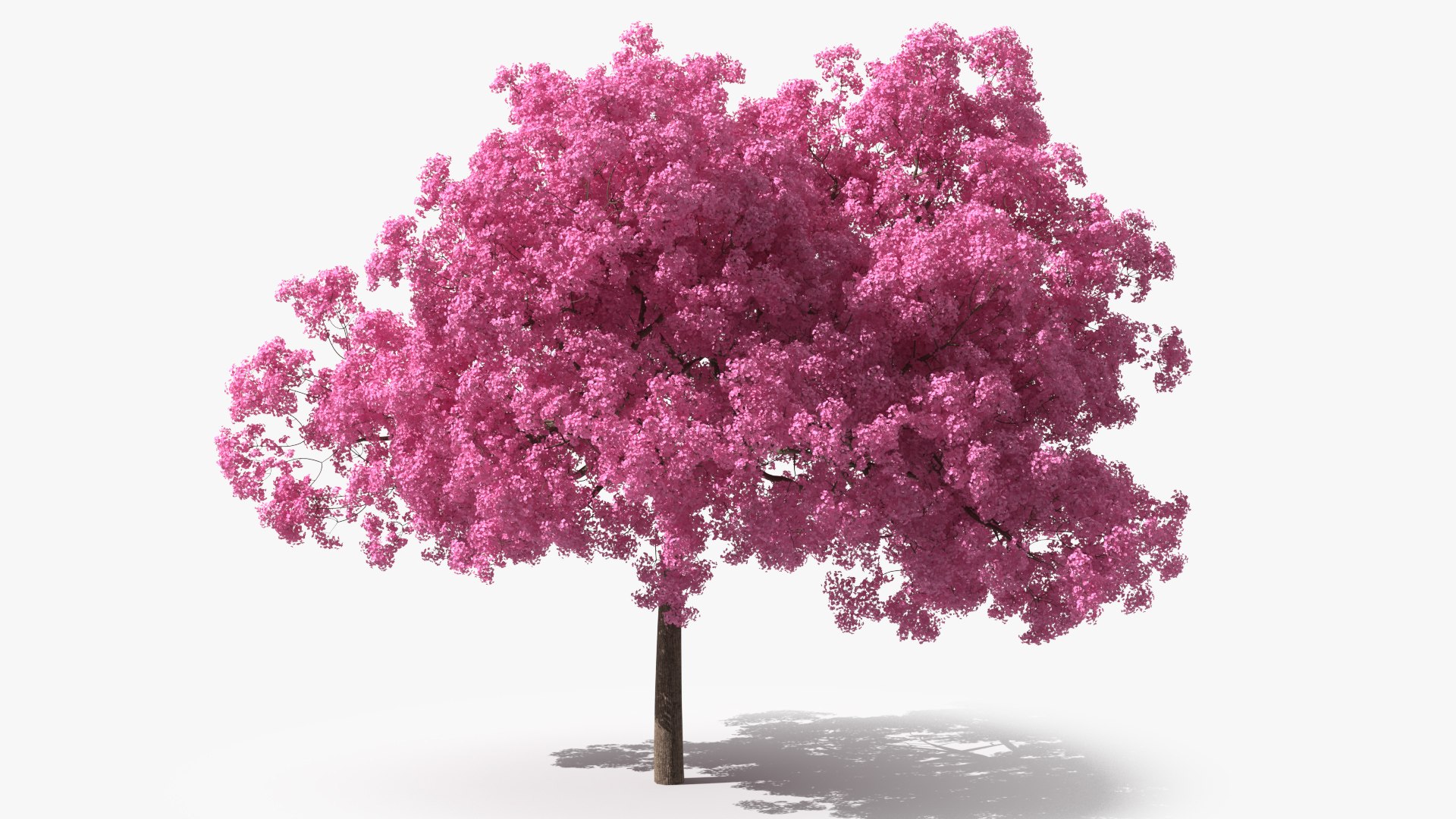 Pink Lapacho Tree 3D model preview
