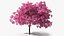 Pink Lapacho Tree