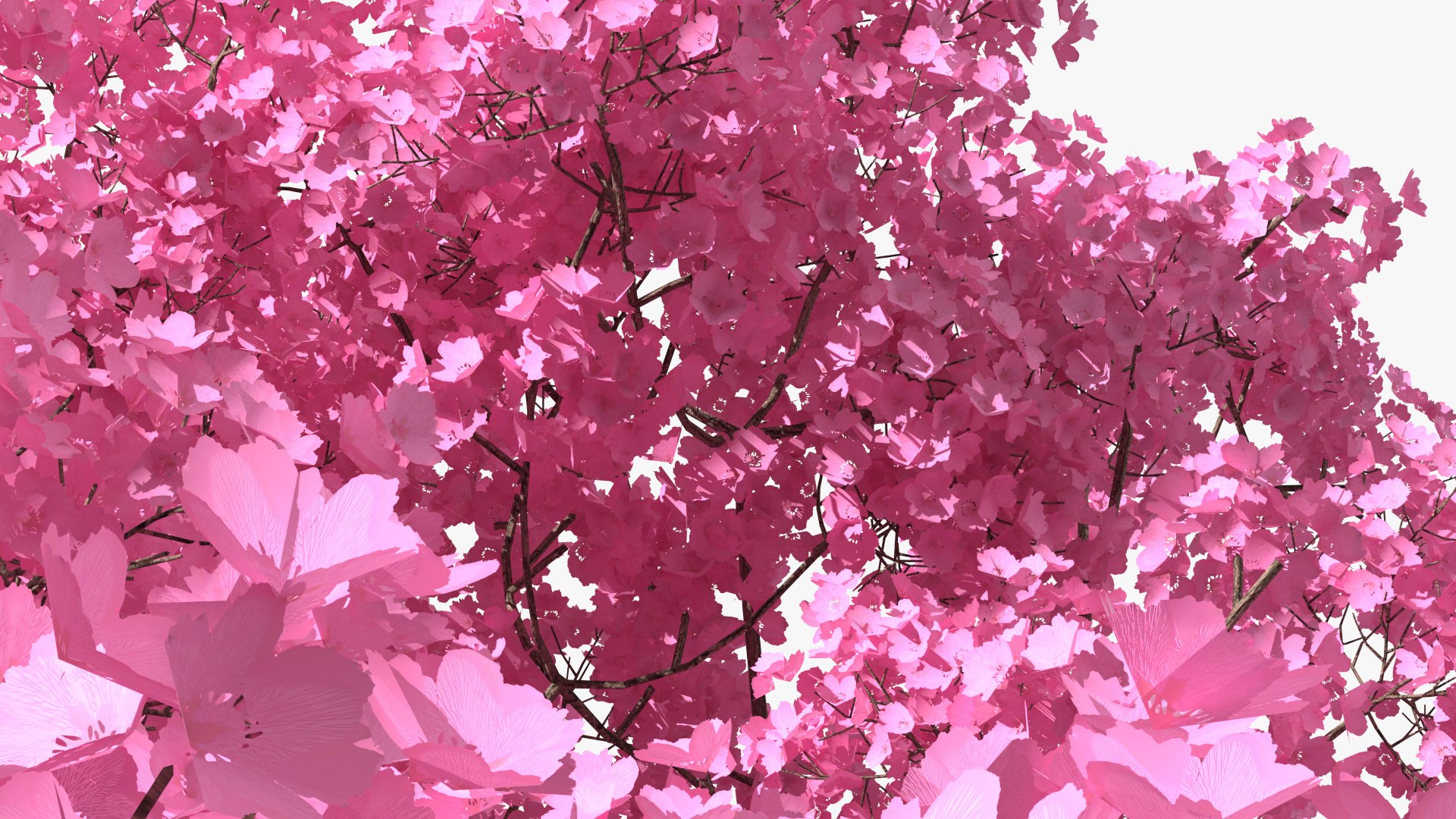 Pink Lapacho Tree 3D model https://p.turbosquid.com/ts-thumb/Ie/KcZ9oy/x8/pinklapachotreec4dmodel015/jpg/1620360255/1920x1080/fit_q87/63eca4fa3a7a0c0ff927dbcc172ee14e8de8ecb6/pinklapachotreec4dmodel015.jpg