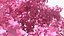 Pink Lapacho Tree