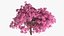 Pink Lapacho Tree