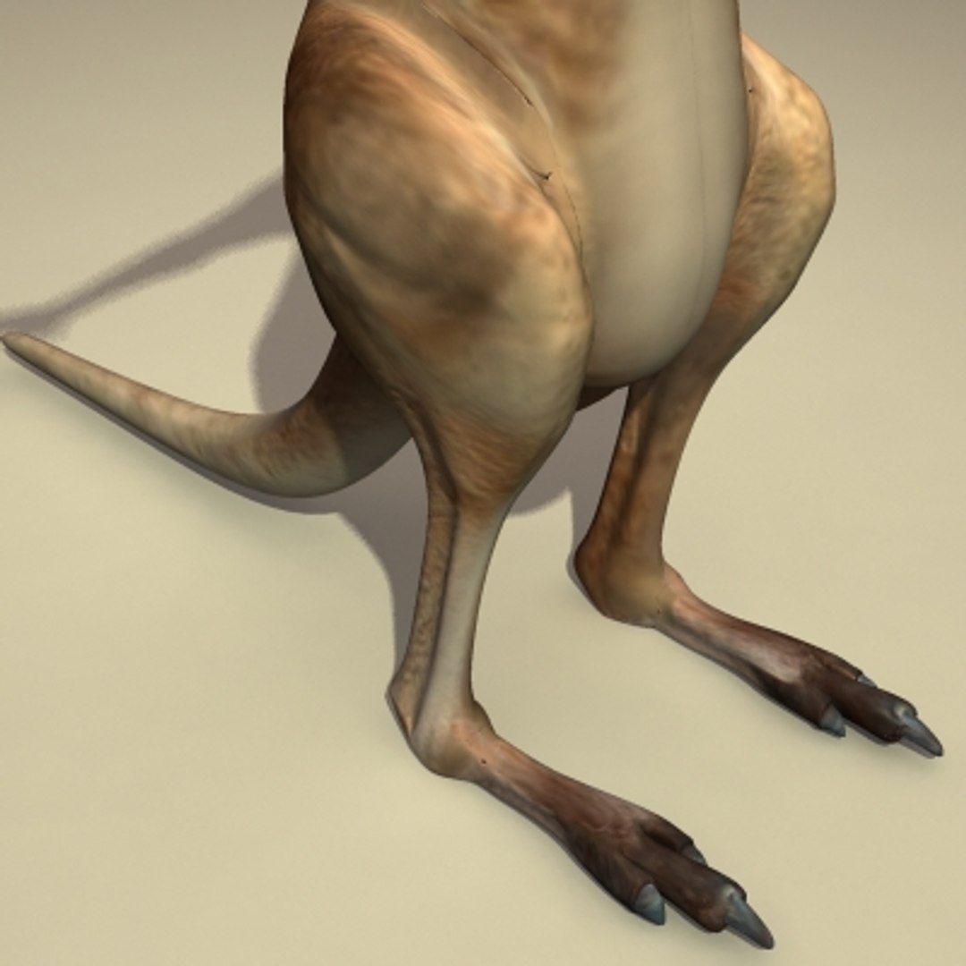 Male Kangaroo Obj
