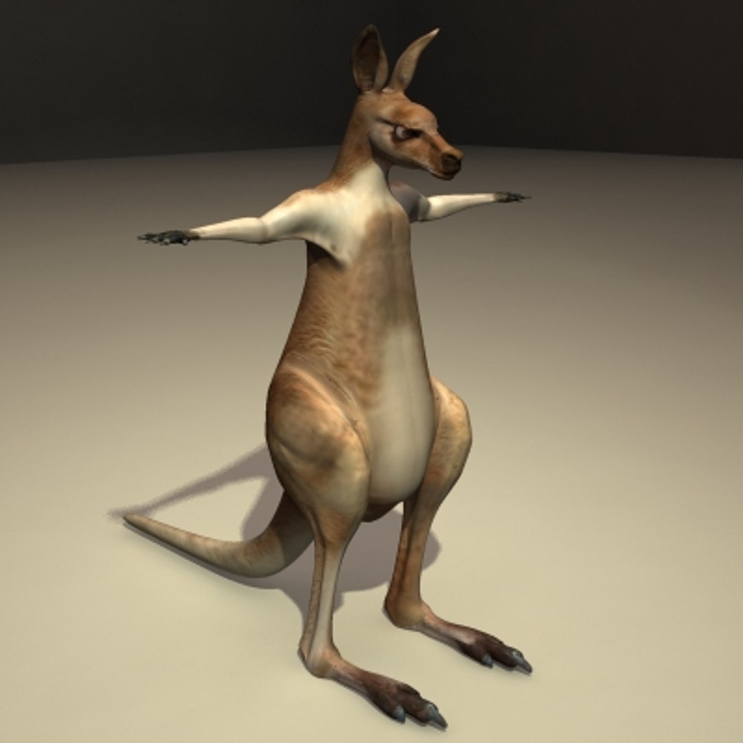Male Kangaroo Obj