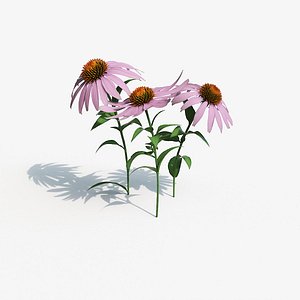 Cone flower Plant Max Vray
