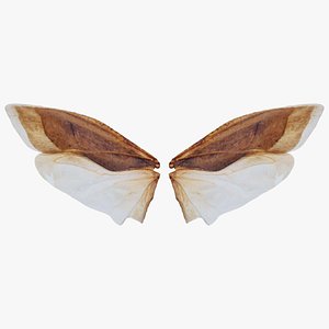 3D Owlet Moth Noctuoidea 5 Remastered model