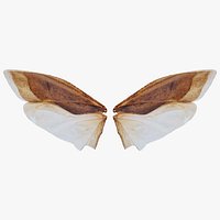 Owlet Moth Noctuoidea 5 Remastered