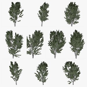 European White Birch Tree Collection