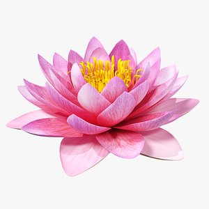 Blooming Nymphaea Siam Purple