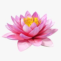 Blooming Nymphaea Siam Purple