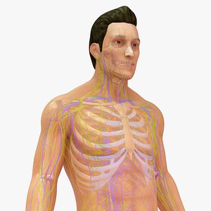 3D Natural body with Skeleton and Arteries Veins Nerves and Lymph Nodes