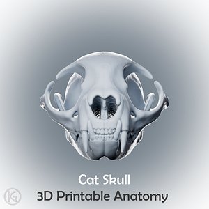 Anatomical Cat Skull STL