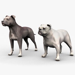 American Pitbull male blue and English Bulldog female white