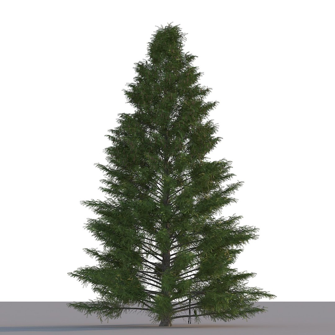 spruce tree max