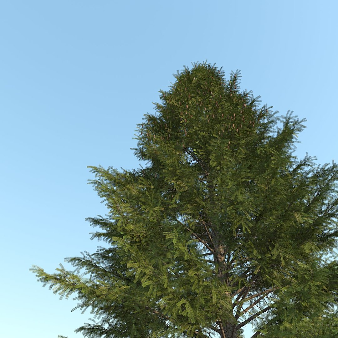 spruce tree max