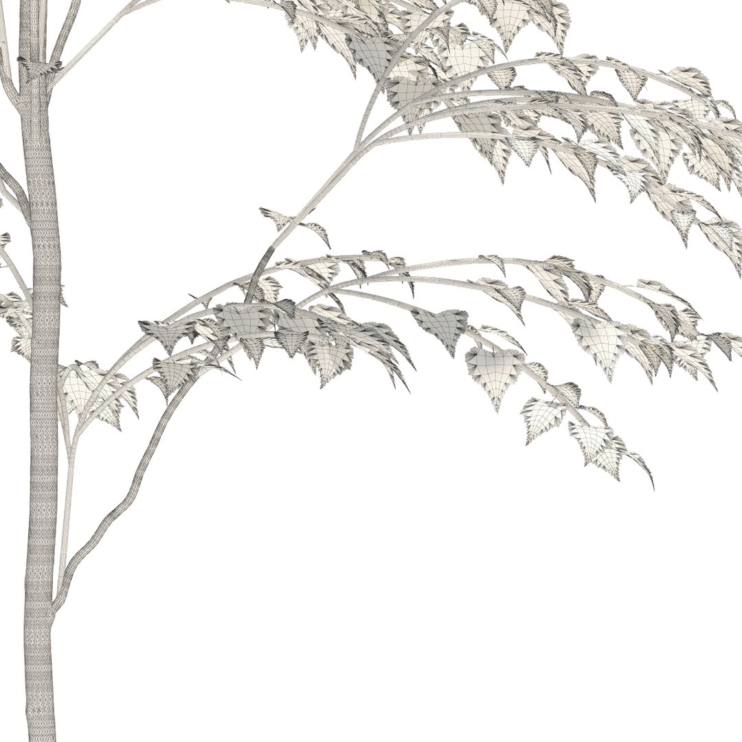s max birch https://p.turbosquid.com/ts-thumb/If/I8zoAe/l84WO7KG/birch21metreautumn07/jpg/1348315305/1920x1080/fit_q87/c060ad14f548eb0ccea2b61726b9e8cd9c54dad5/birch21metreautumn07.jpg