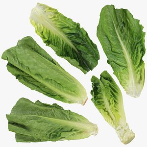 3D Romaine Lettuce Collection