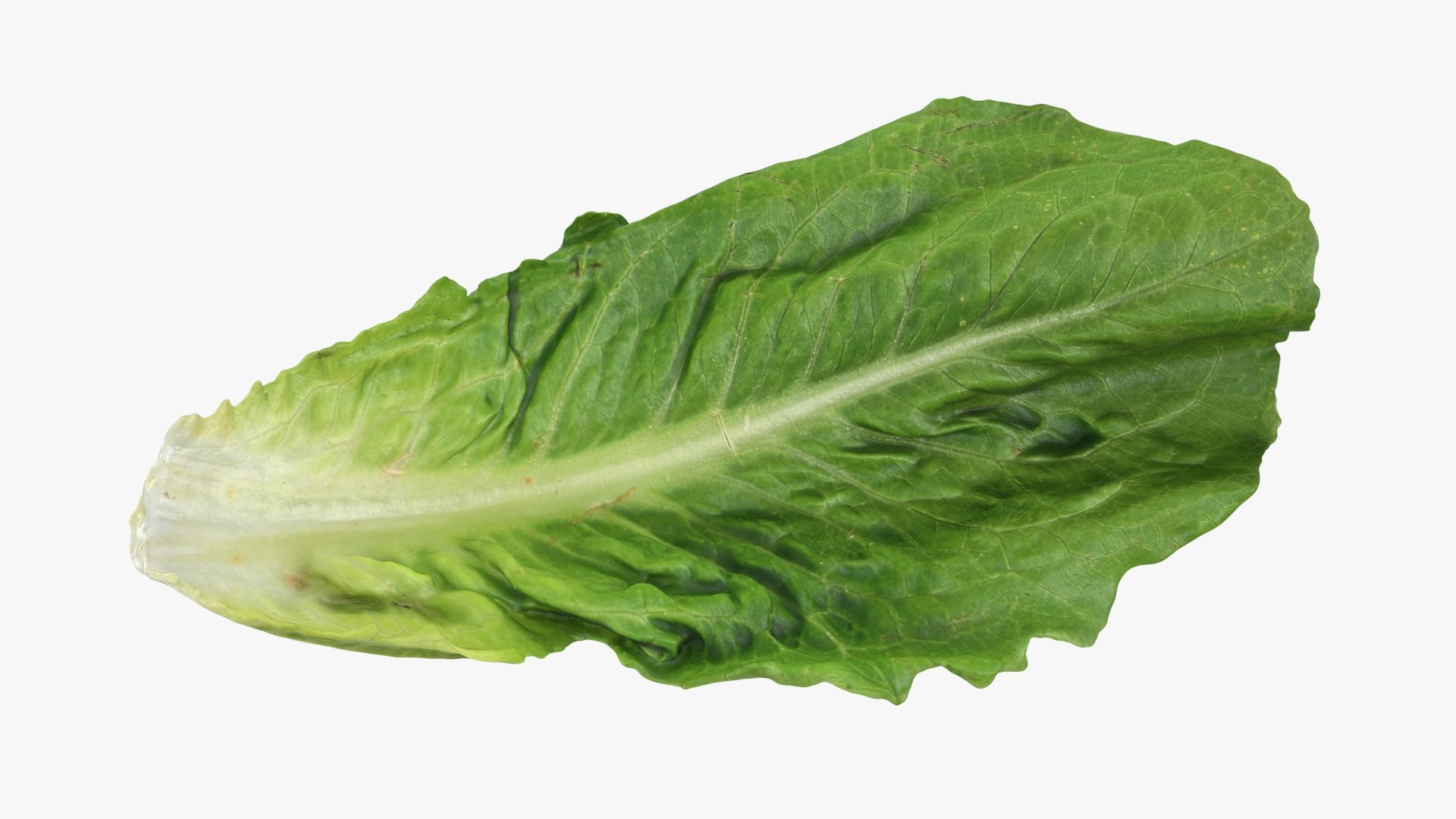 3D Romaine Lettuce Collection https://p.turbosquid.com/ts-thumb/If/LqzjVr/3Q/romainelettuceleaf1_a0001/jpg/1745065130/1920x1080/fit_q87/39d9e3da2303d479ae371e348128754c3bf89278/romainelettuceleaf1_a0001.jpg