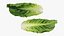 3D Romaine Lettuce Collection