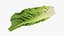 3D Romaine Lettuce Collection