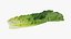 3D Romaine Lettuce Collection