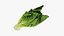 3D Romaine Lettuce Collection