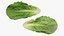 3D Romaine Lettuce Collection