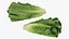 3D Romaine Lettuce Collection
