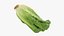 3D Romaine Lettuce Collection
