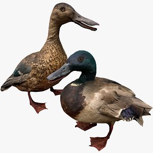 3D Duck Pack