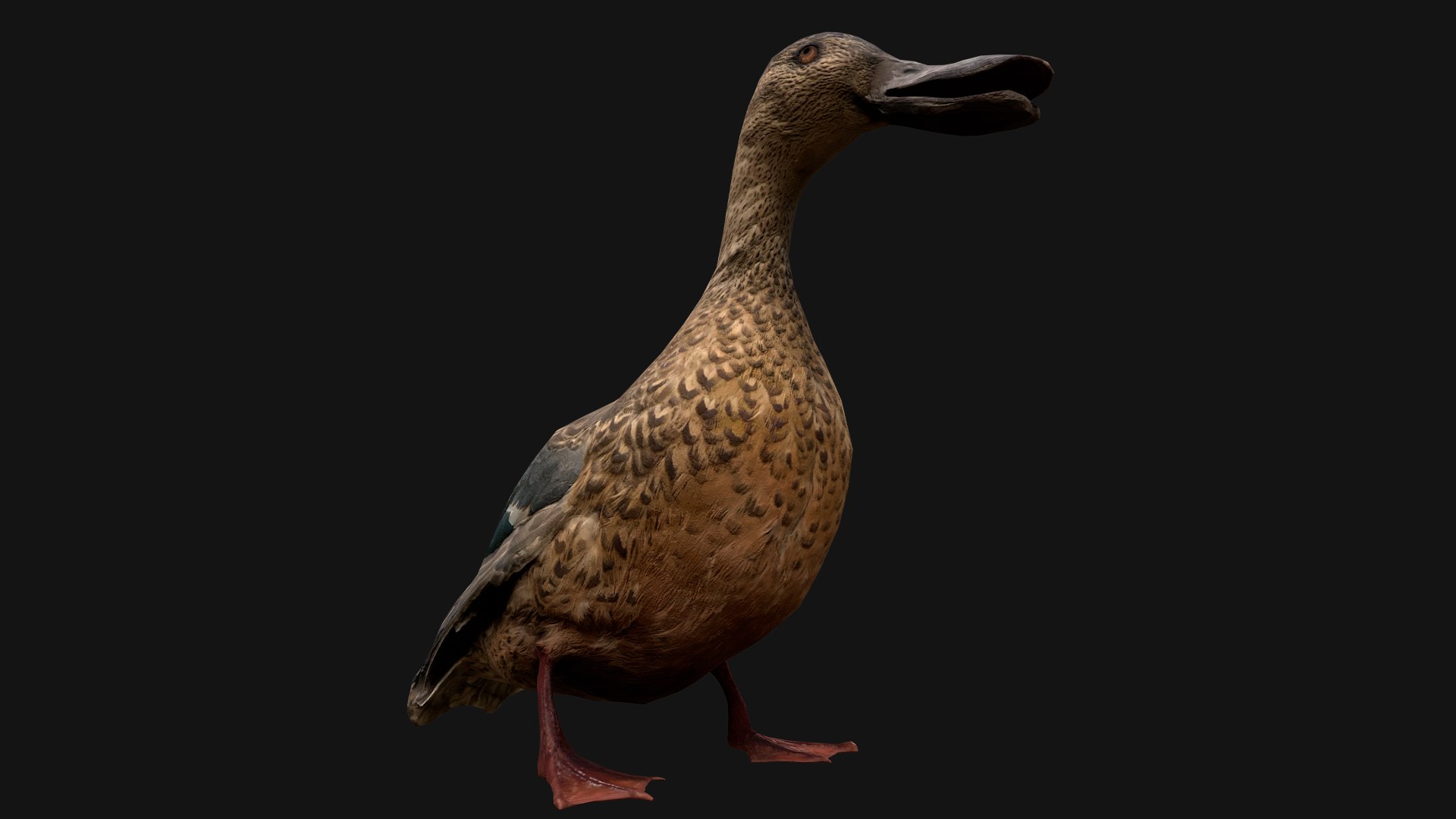 3D Duck Pack https://p.turbosquid.com/ts-thumb/If/MiFnwT/4n/duck12/png/1685006667/1920x1080/fit_q87/8b80b88b1a99d8bbd5b6451dd8bf06c0edd712c2/duck12.jpg