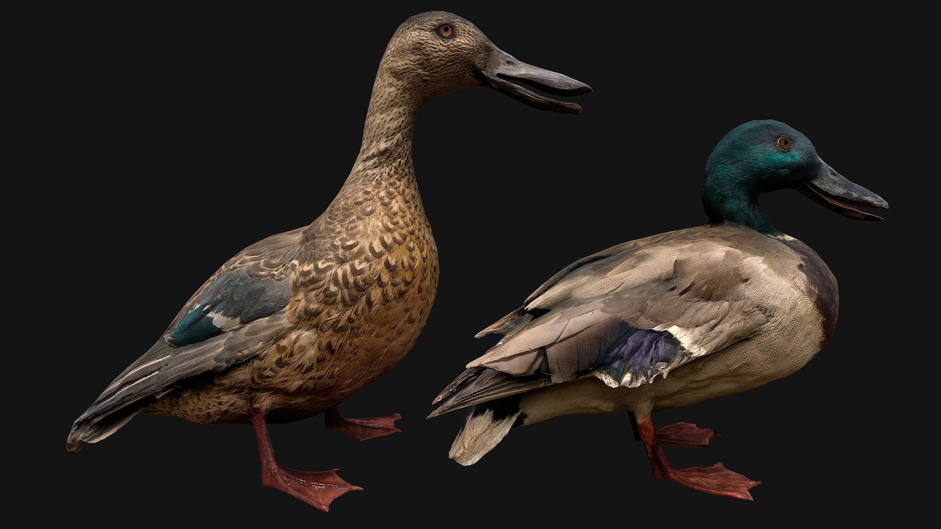 3D Duck Pack https://p.turbosquid.com/ts-thumb/If/MiFnwT/wW/asetofducks2/png/1685006653/1920x1080/fit_q87/fafba3fb70787563bcc0886cfcfcb34cf89f73eb/asetofducks2.jpg
