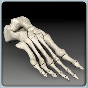 Human Foot Skeleton Male