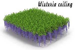 wisteria flowering 3d max