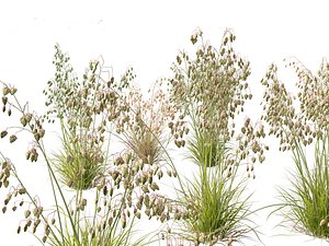Briza media - Common quaking grass 01