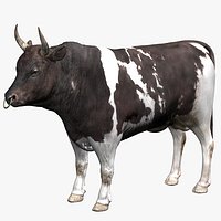 Bull